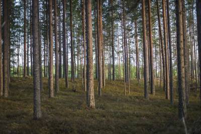 Fot.: Stora Enso